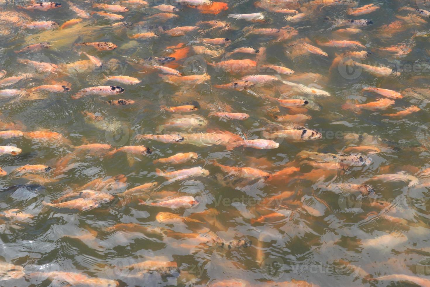 bellissimo koi pesce nel stagno nel il giardino, Pesci sotto acqua, carpa pesce foto