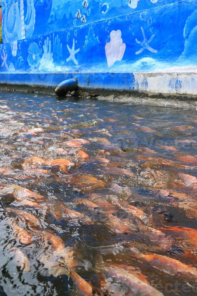 bellissimo koi pesce nel stagno nel il giardino, Pesci sotto acqua, carpa pesce foto