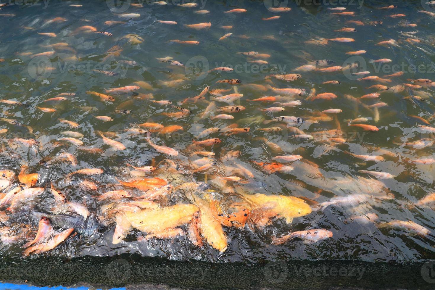 bellissimo koi pesce nel stagno nel il giardino, Pesci sotto acqua, carpa pesce foto