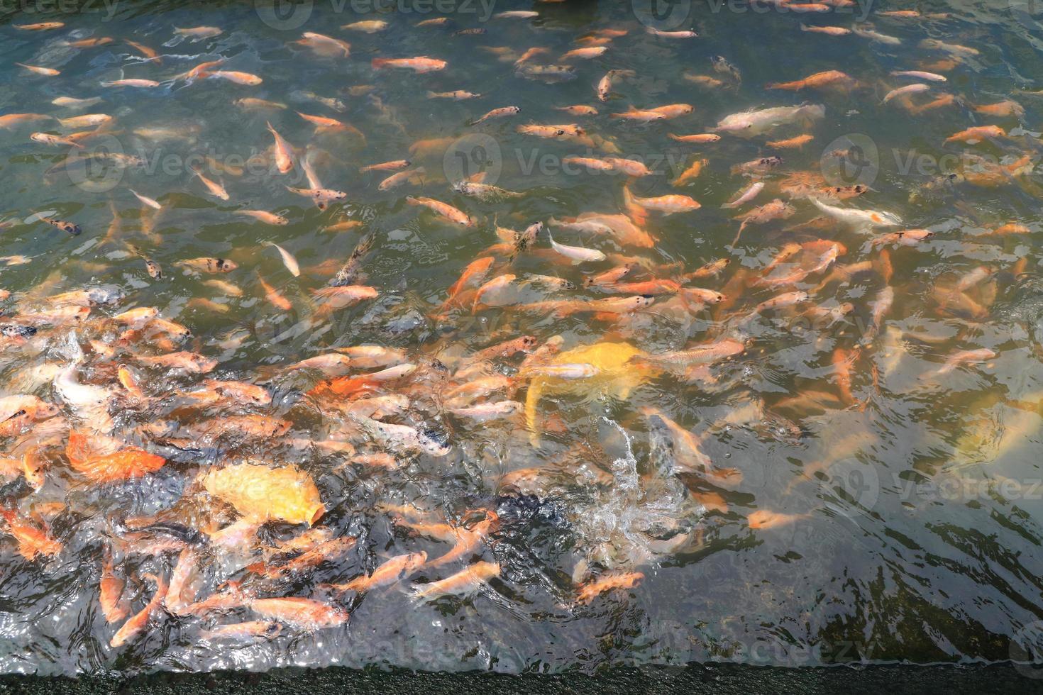 bellissimo koi pesce nel stagno nel il giardino, Pesci sotto acqua, carpa pesce foto