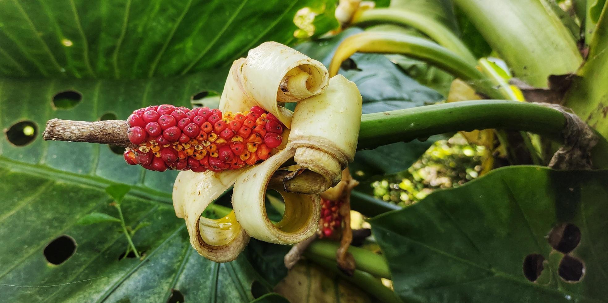 alocasia macrorrizo o gigante taro fiore fioritura nel il giardino foto