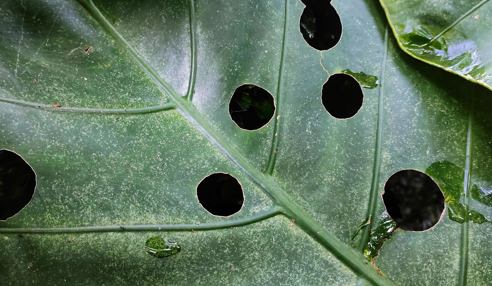 un' gigante taro foglia motivo con il latino nome alocasia macrorrizo, è comunemente Usato per naturale sfondi su smartphone foto