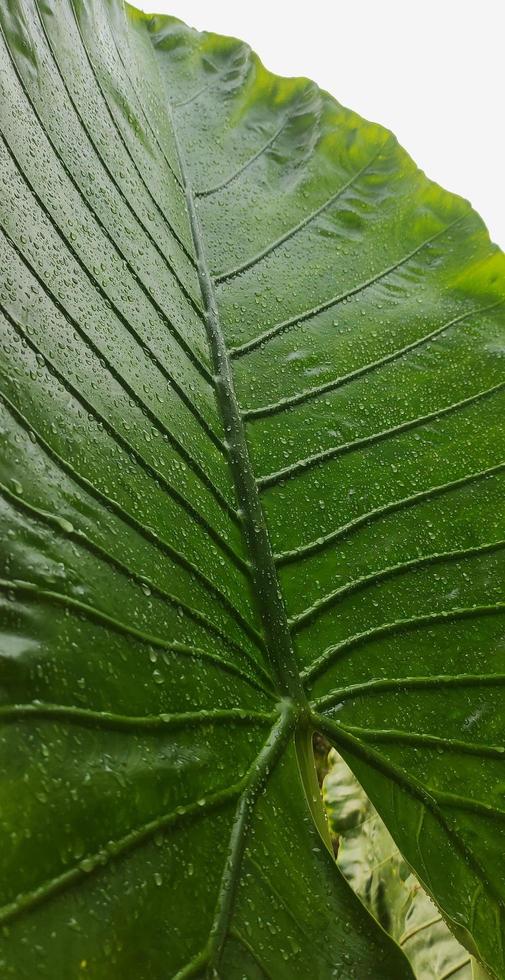 un' ritratto di un' gigante taro foglia osso motivo o alocasia macrorrizo quale è molto di grandi dimensioni. Questo pianta prospera nel tropicale climi foto