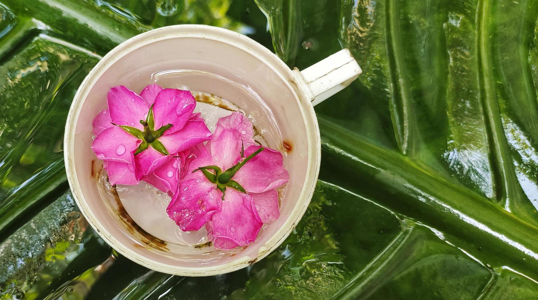 ritratto di rosa chinensis fiore nel un' bianca tazza con alocasia macrorrizo le foglie nel il sfondo foto