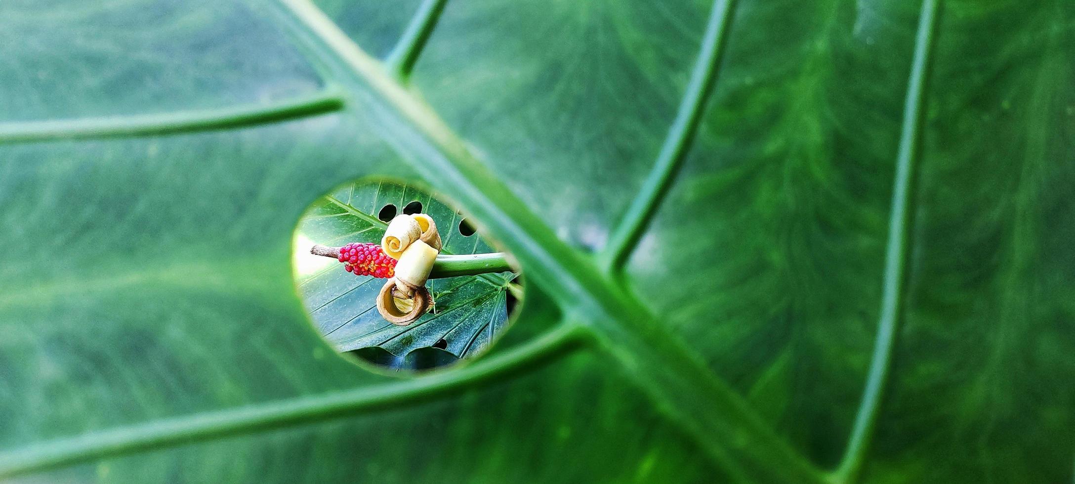 un' gigante taro foglia motivo con il latino nome alocasia macrorrizo, è comunemente Usato per naturale sfondi su smartphone foto