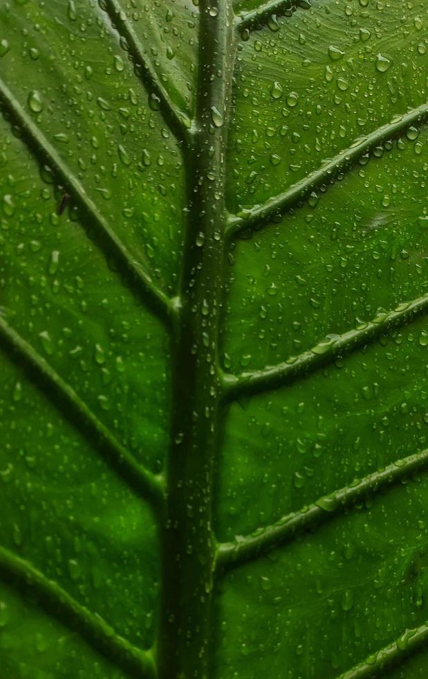 un' ritratto di un' gigante taro foglia osso motivo o alocasia macrorrizo quale è molto di grandi dimensioni. Questo pianta prospera nel tropicale climi foto