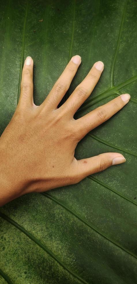 ritratto di un di adulto mano contro un' gigante taro foglia o alocasia macrorrizo sfondo foto