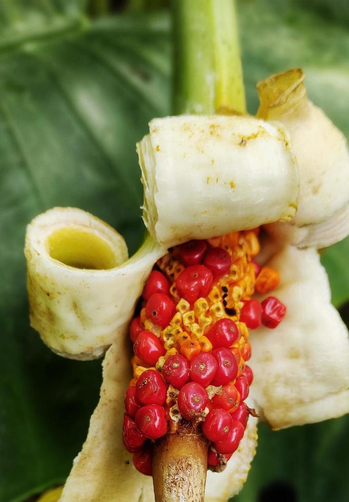 alocasia macrorrizo o gigante taro fiore fioritura nel il giardino foto