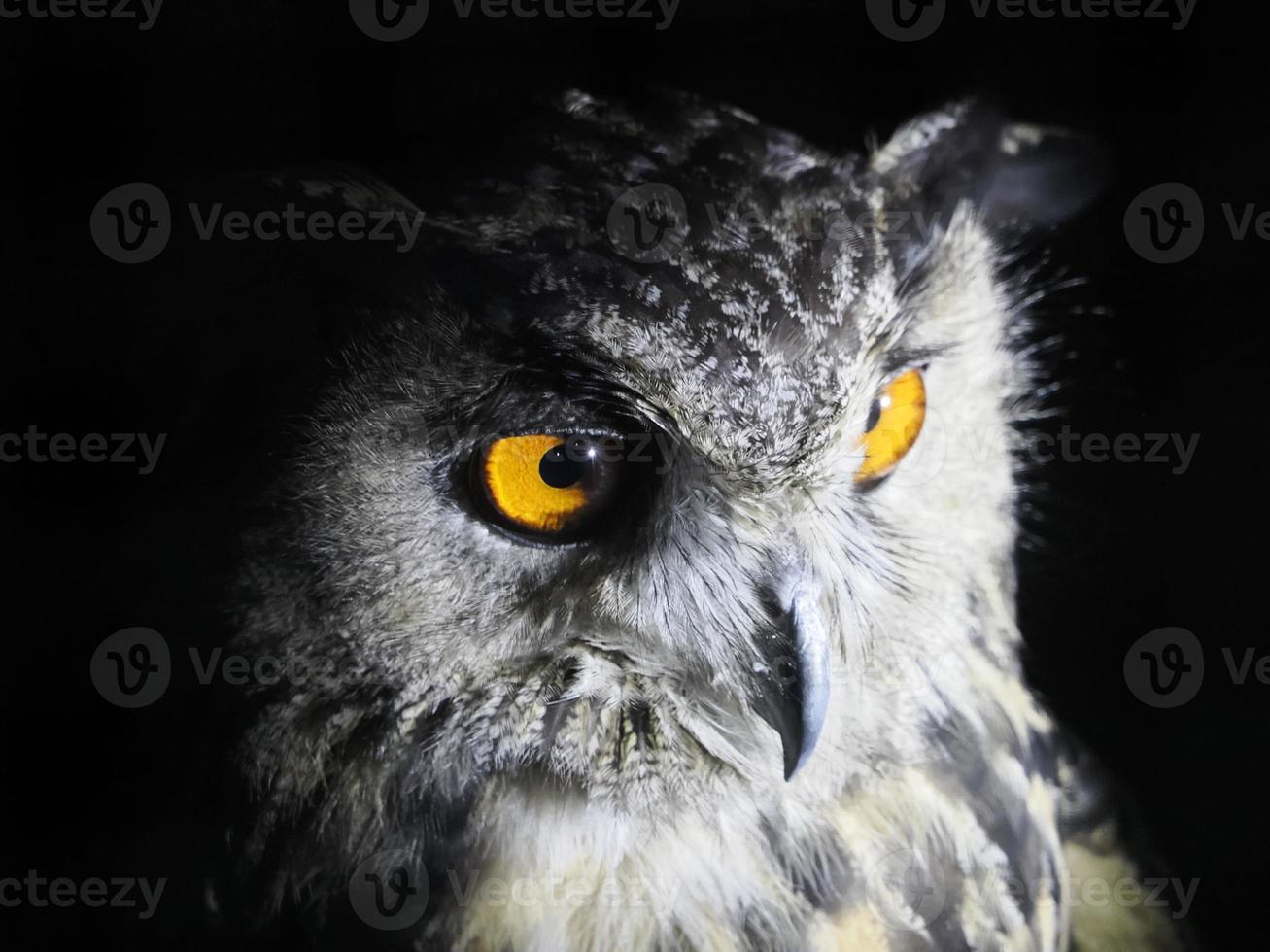 gufo portait isolato su nero foto