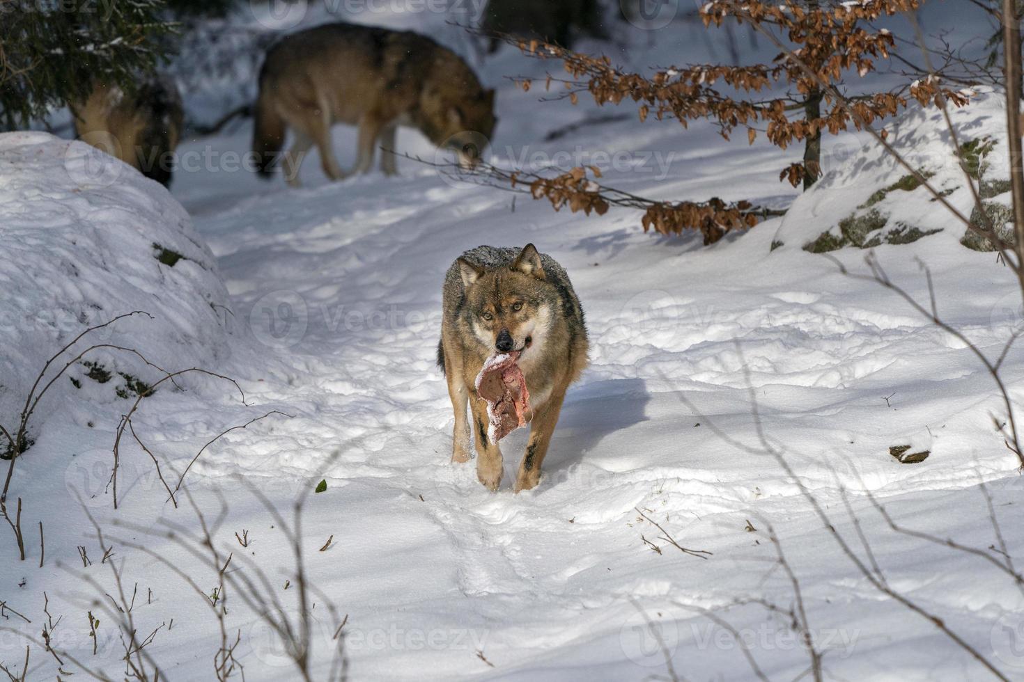 grigio lupo nel il neve mangiare carne foto