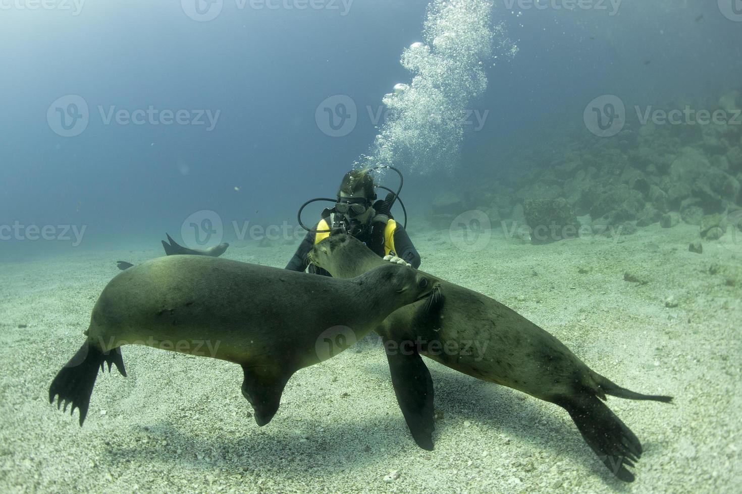 cucciolo mare Leone subacqueo guardare a voi foto