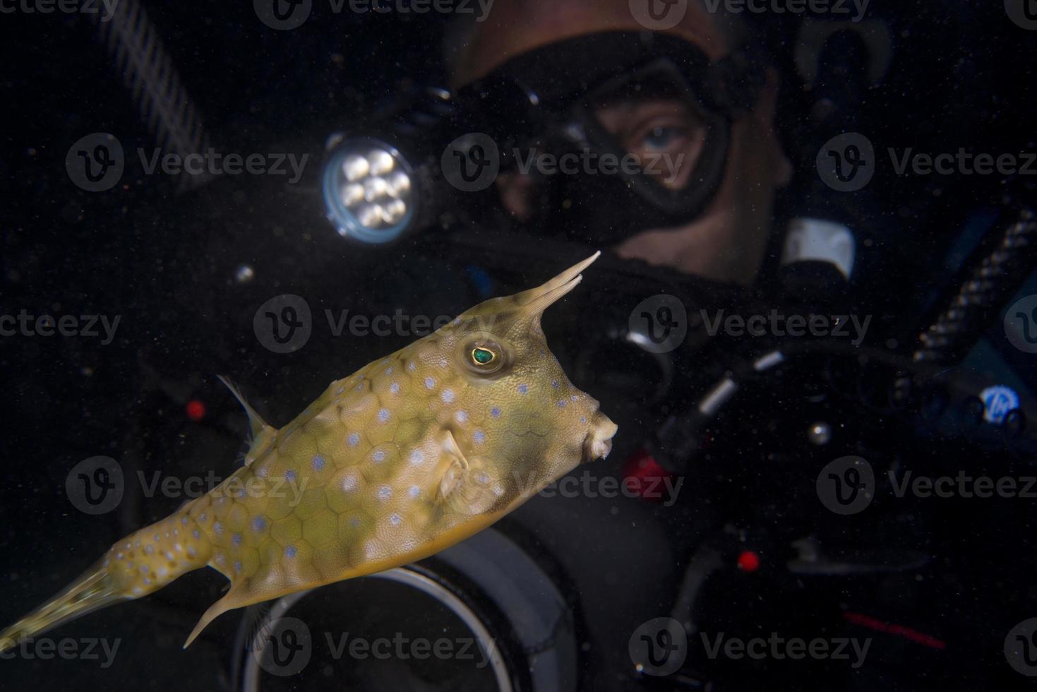 scatola pesce durante un' notte tuffo nel Filippine foto