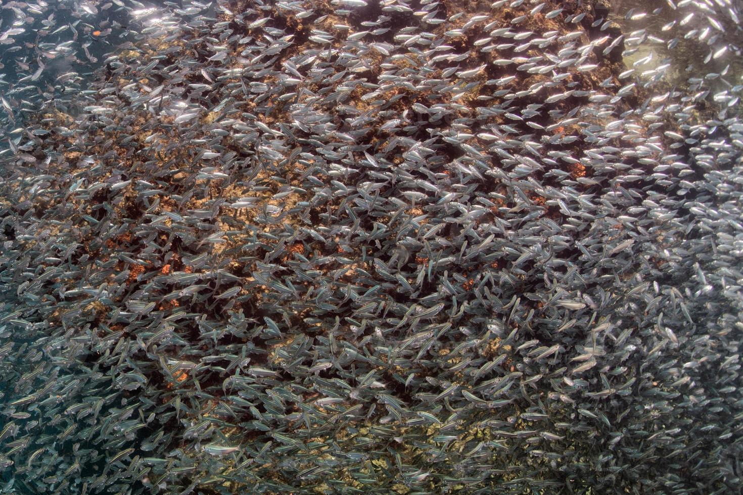 bicchiere Pesci gigante esca palla in movimento subacqueo foto