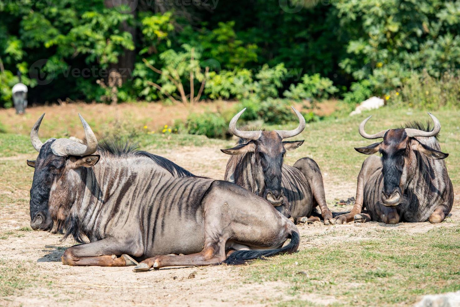 africano gnu mentre riposo su erba foto