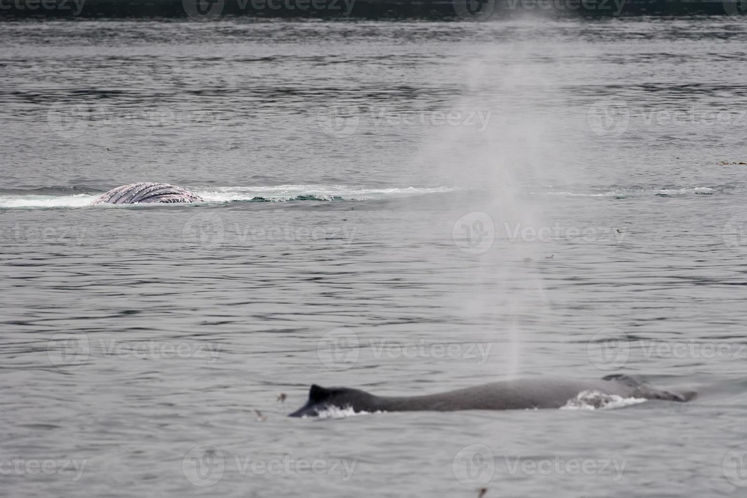 gobba balena coda mentre soffiaggio nel ghiacciaio baia alaska foto