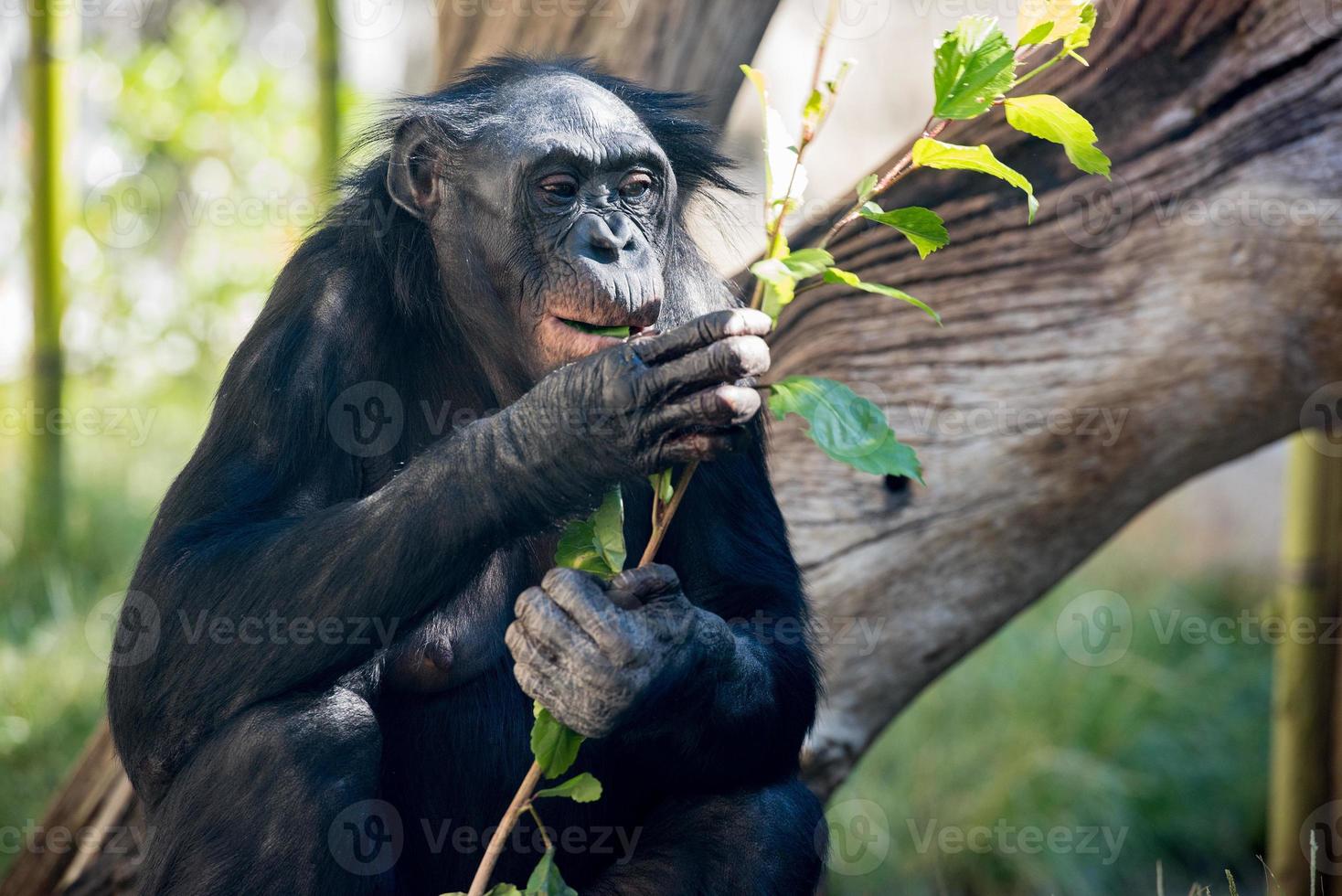 bonobo ritratto femmina scimmia vicino su foto