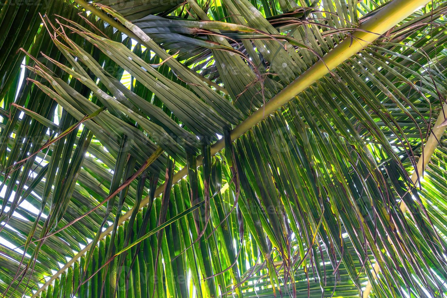 palma albero verde le foglie sfondo foto