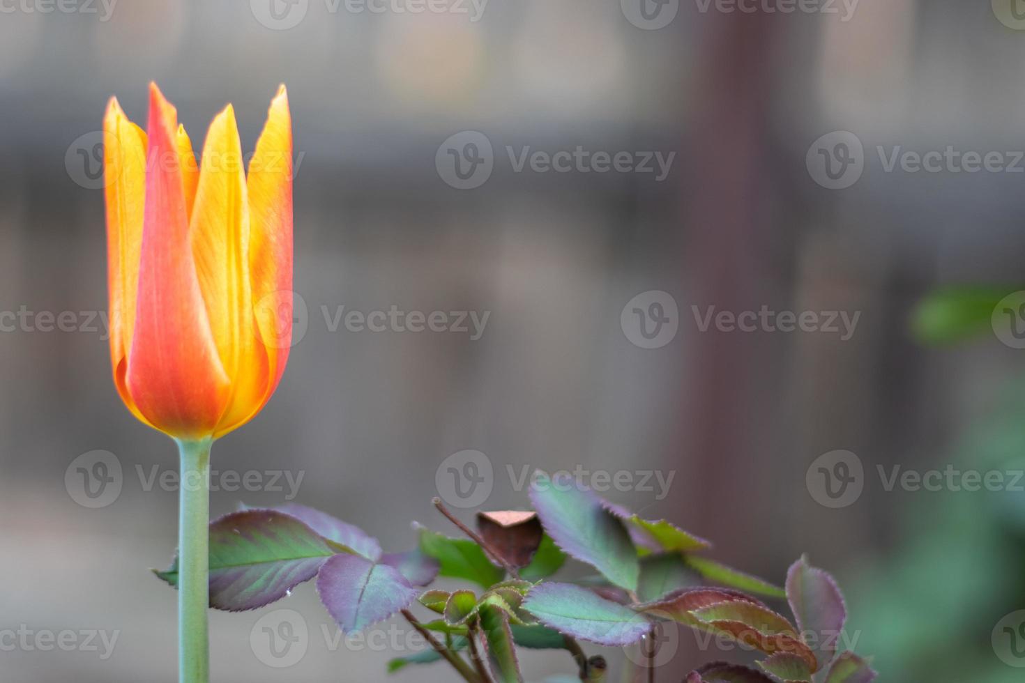selettivo messa a fuoco di uno giallo tulipano nel il giardino con verde le foglie. sfocato sfondo. un' fiore quello cresce tra il erba su un' caldo soleggiato giorno. primavera e Pasqua naturale sfondo con tulipano. foto
