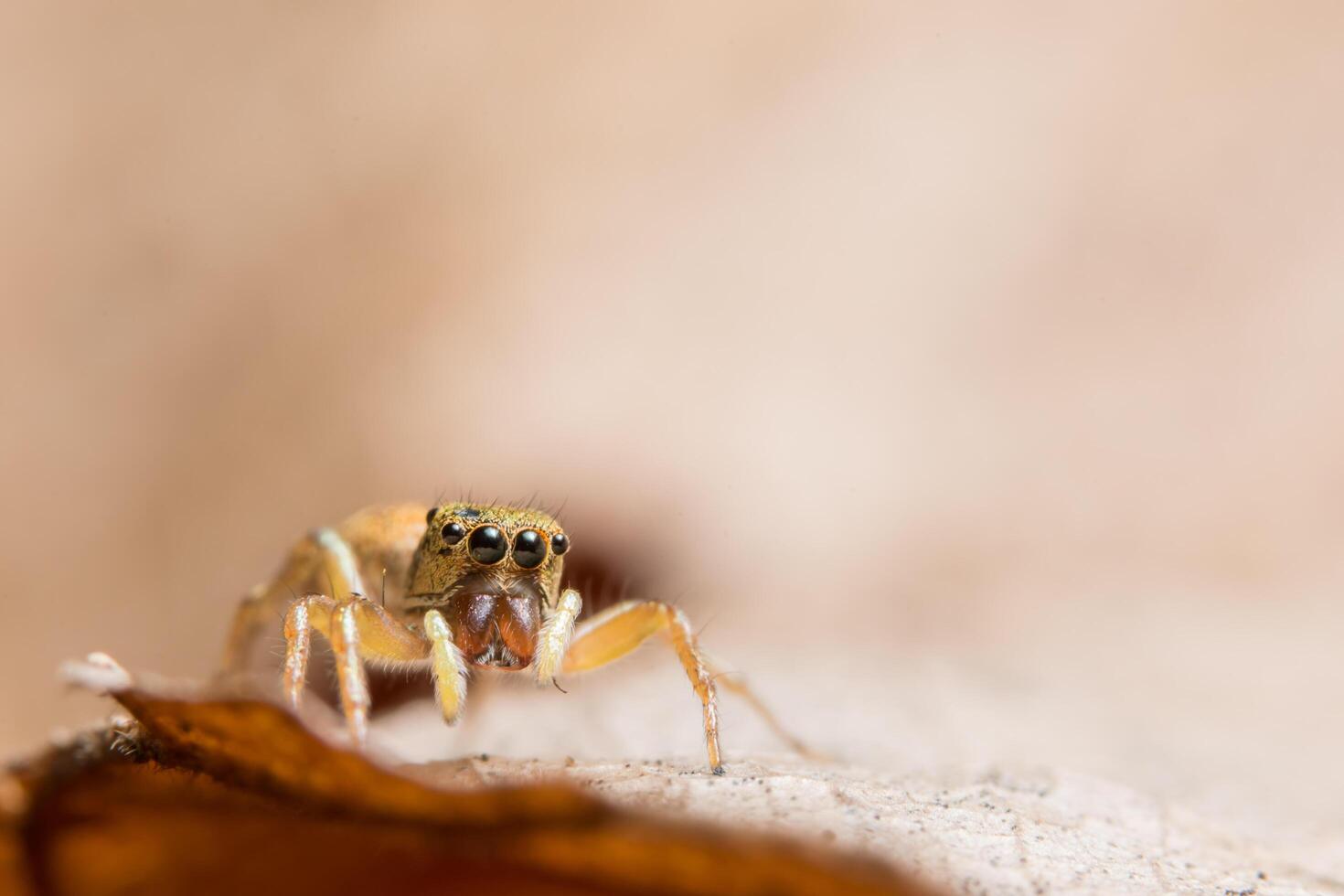 ragno su una foglia, primo piano foto