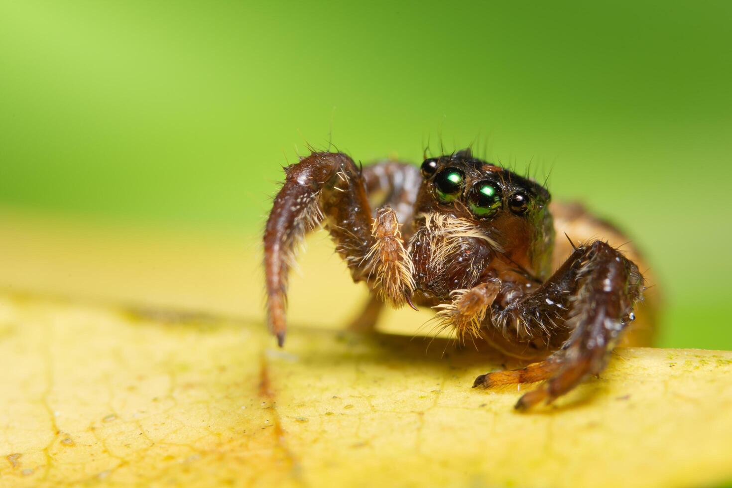 macro ragno su una foglia foto