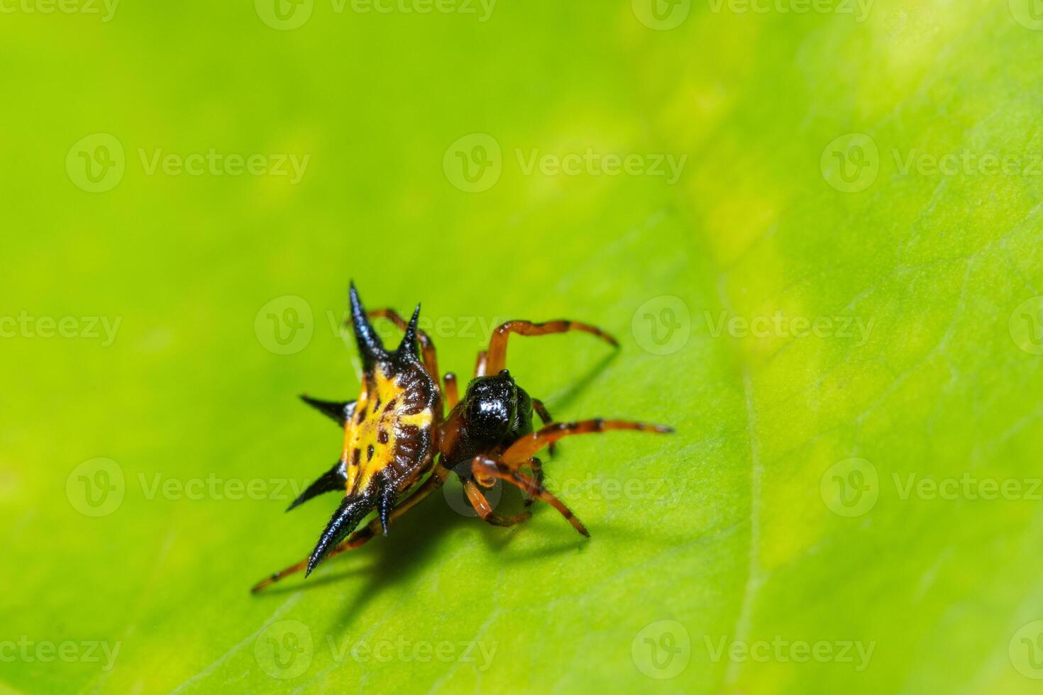 ragno su una foglia verde foto