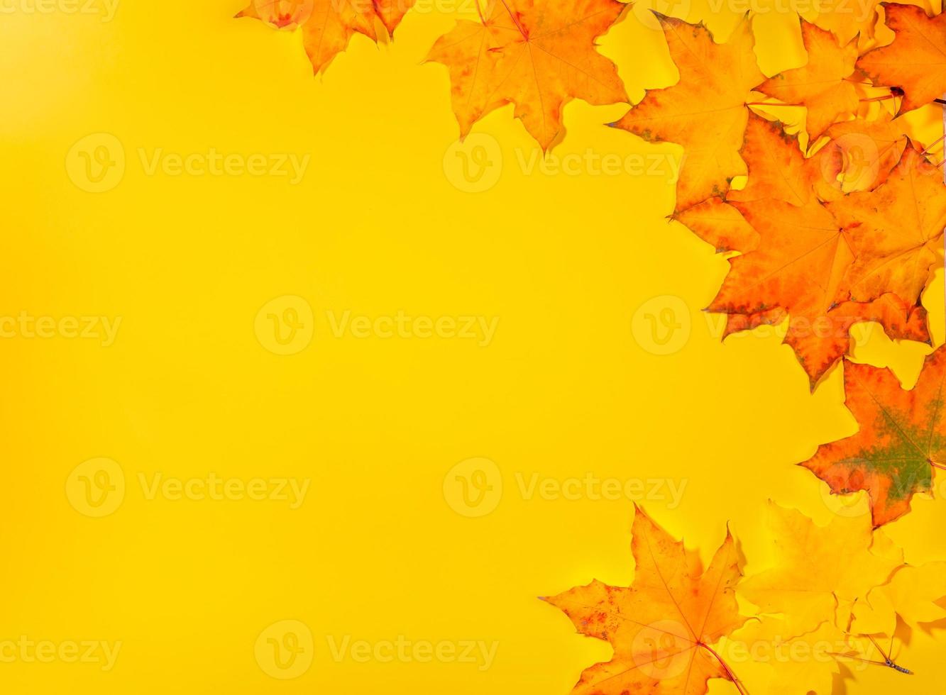 bellissimo autunno acero le foglie su giallo sfondo. autunno modello, copia spazio. foto