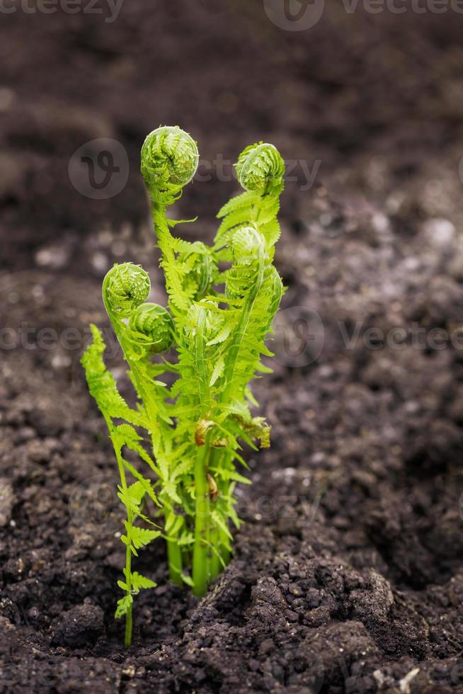 giovane verde spara di felci, polipodiofita, su primavera suolo. impianti nel natura. selettivo messa a fuoco. foto