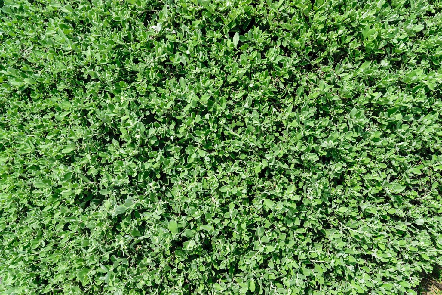sfondo texture erba verde. foto