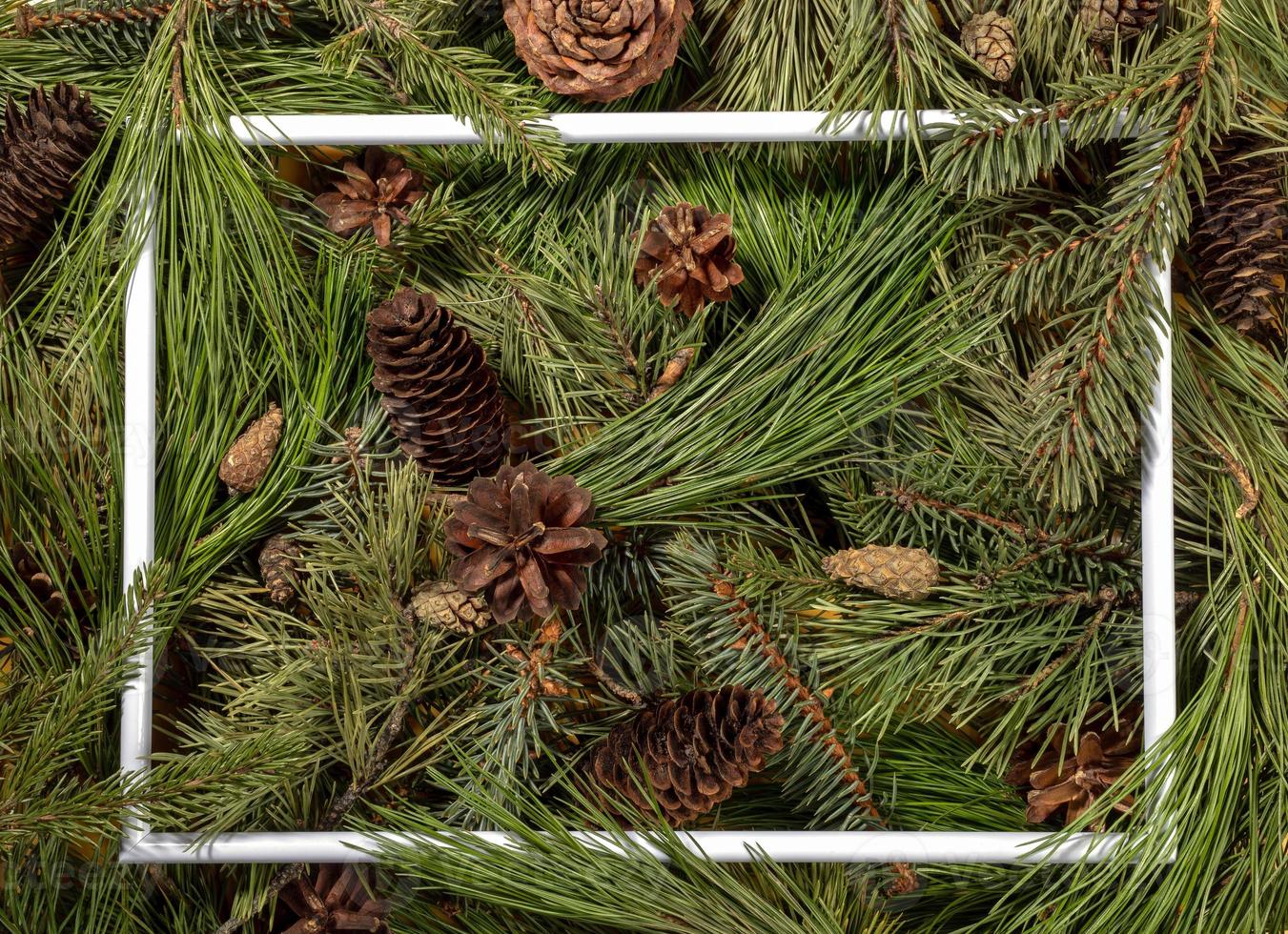 creativo sfondo di verde pino, abete rosso e cedro rami e coni con bianca telaio tra loro. Visualizza a partire dal sopra. foto