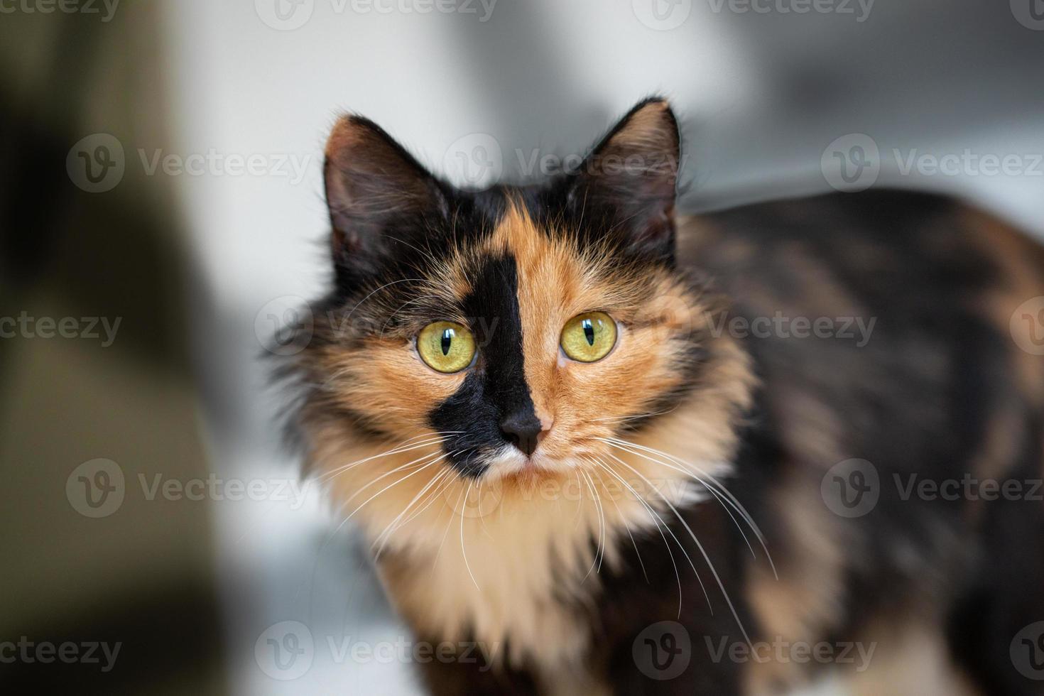 bellissimo tricolore gatto in piedi contro sfondo di parete con ombre e guardare a telecamera. foto