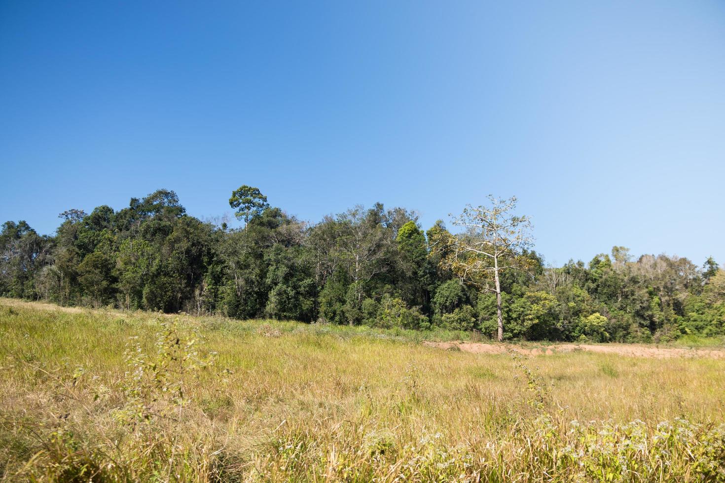 paesaggio nel parco nazionale khao yai foto