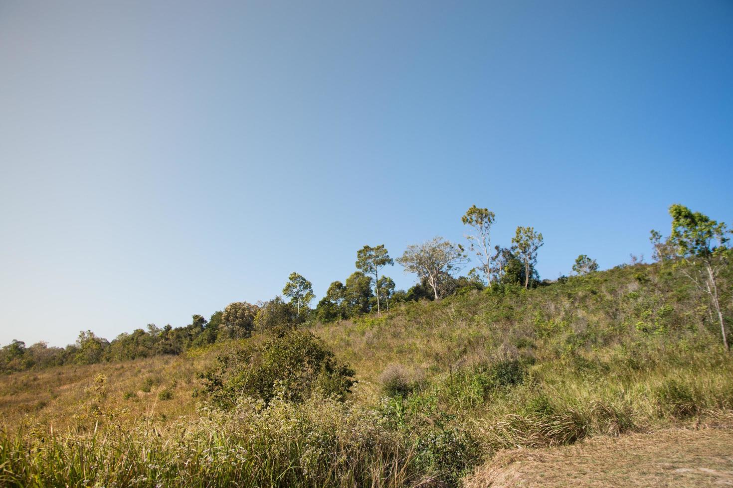 paesaggio nel parco nazionale khao yai foto