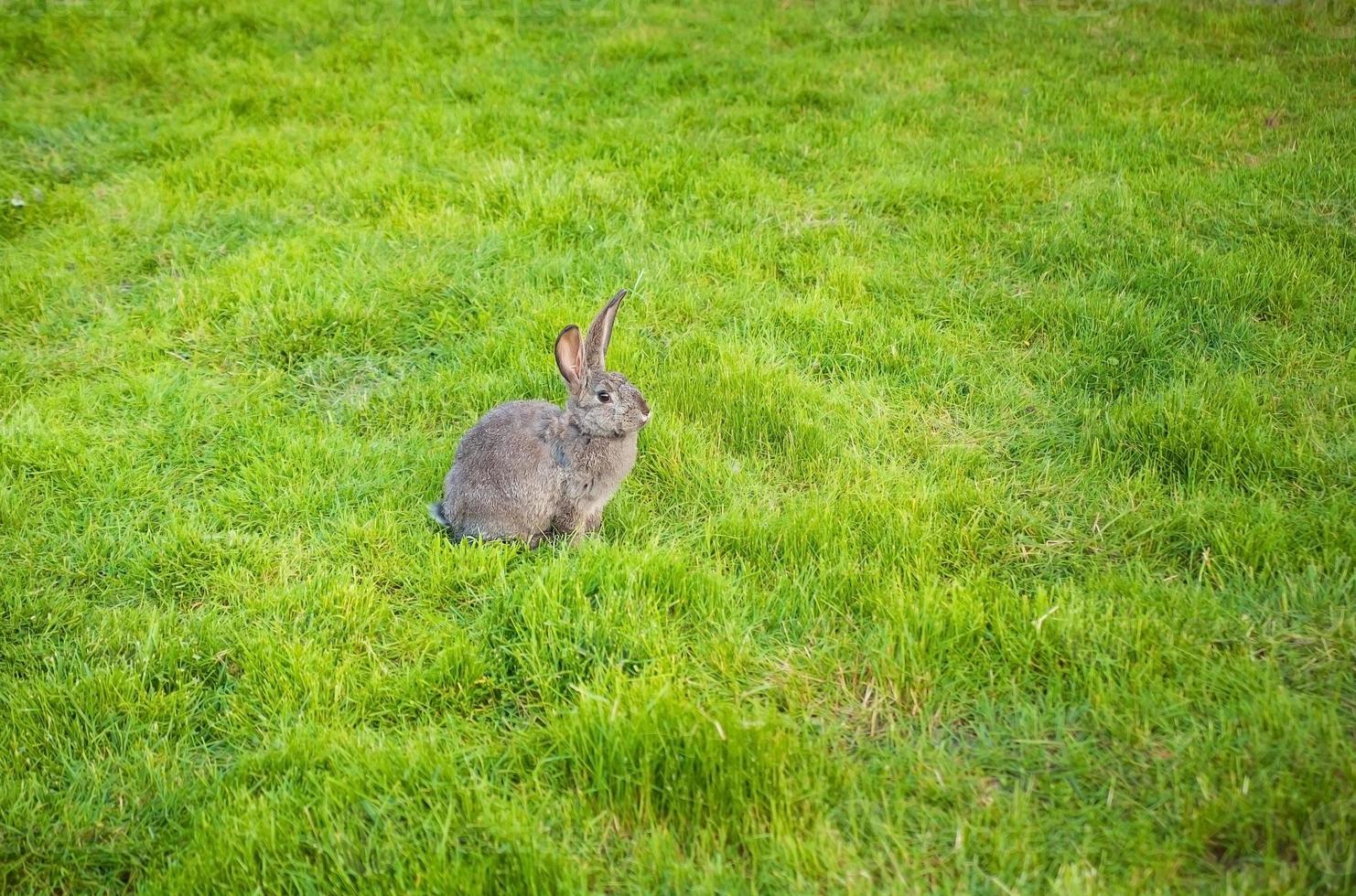 uno coniglio mangia erba nel giardino foto