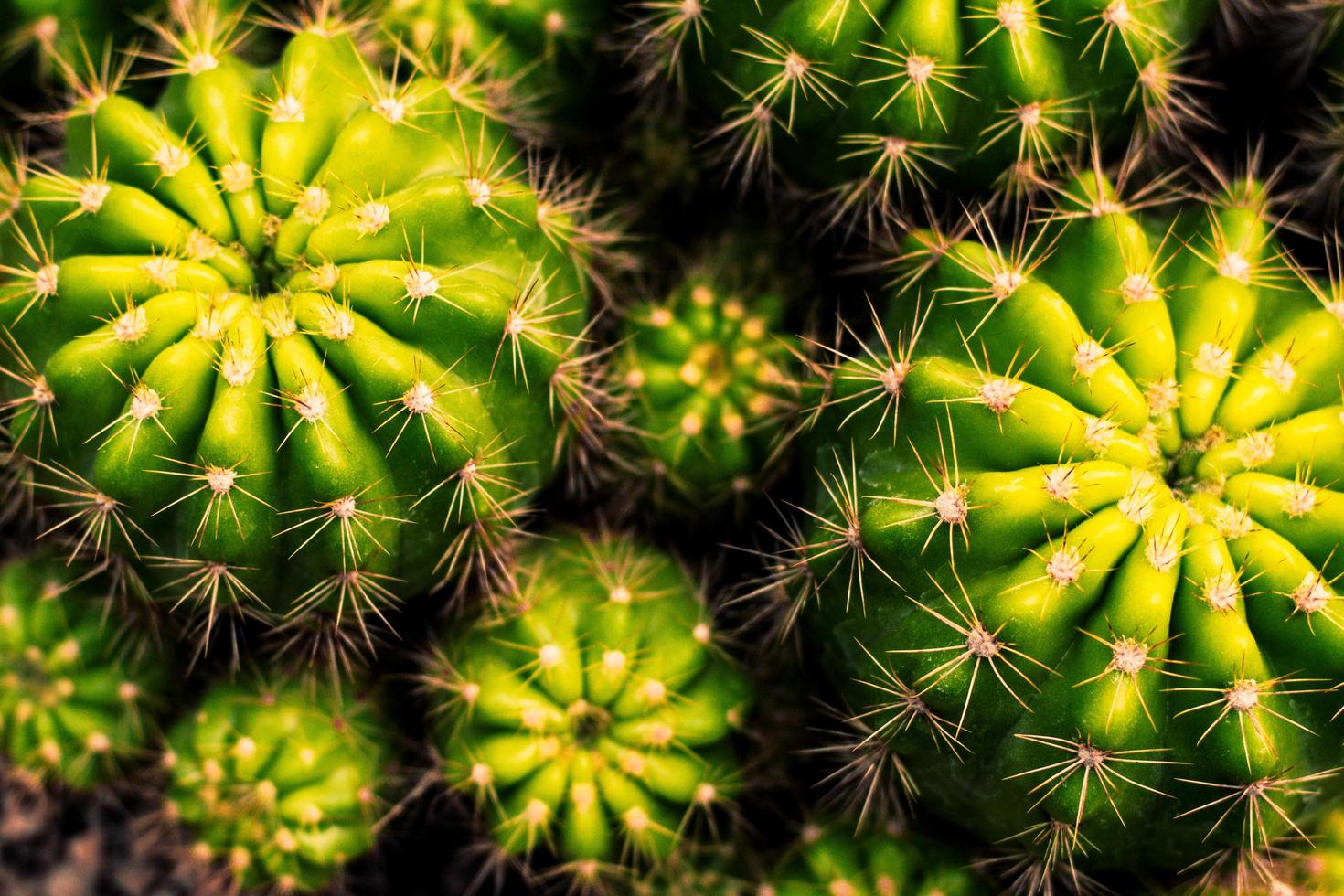 primo piano vista dall'alto della pianta di cactus foto