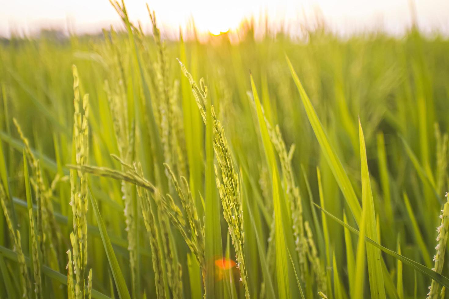 campo di riso verde al tramonto foto