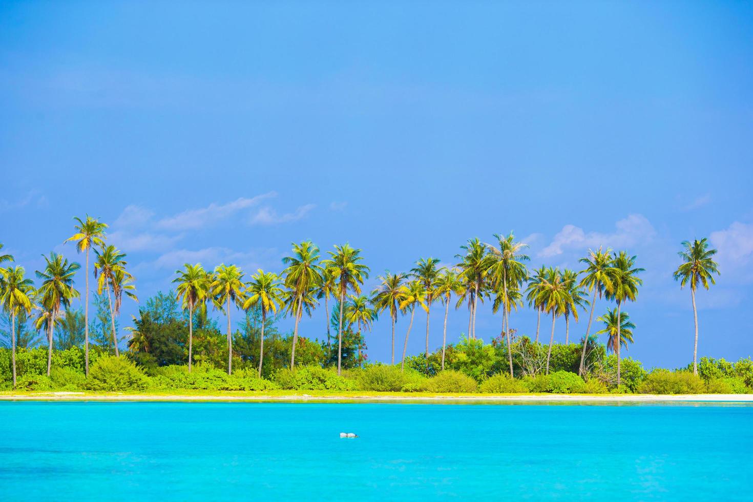 spiaggia tropicale durante il giorno foto