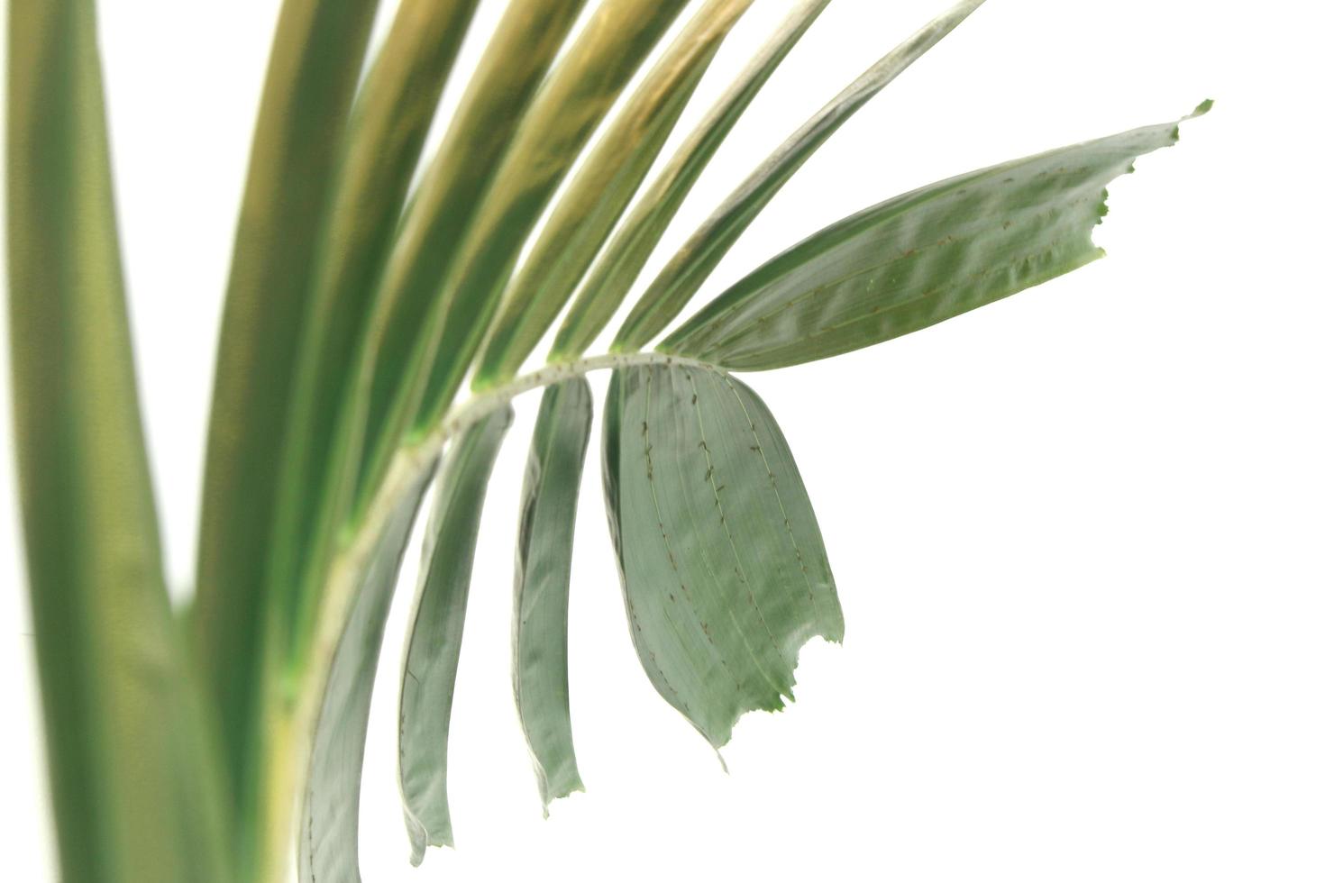 foglia di palma verde creativa isolato su sfondo bianco foto