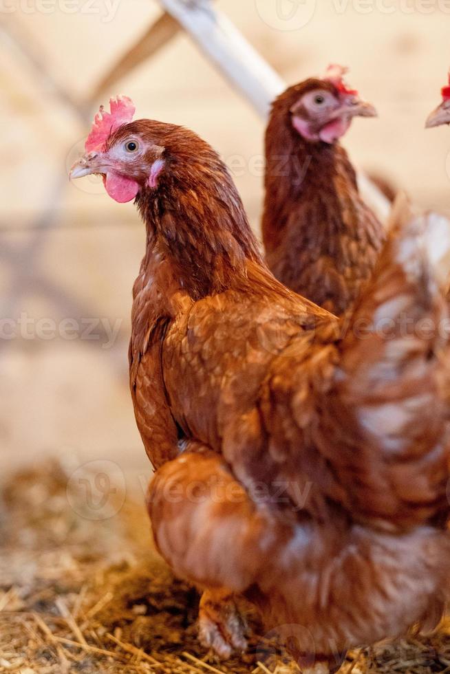 rosso gallina nel pollo coop avvicinamento. pollame per agricoltura nel il villaggio foto