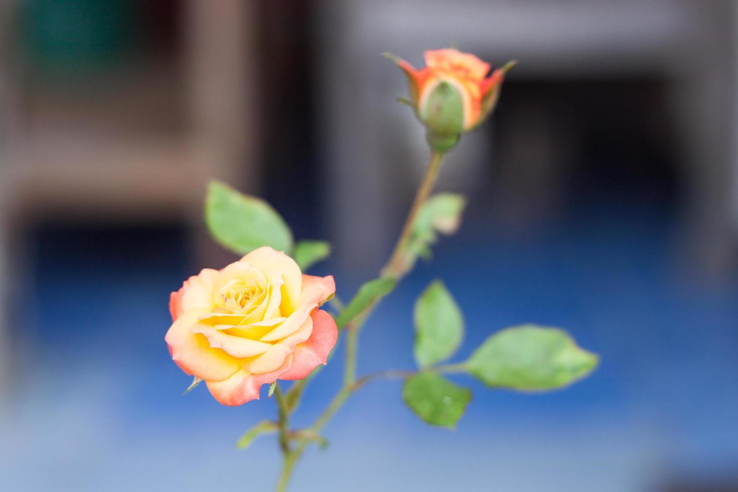 rosa arancione che cresce in un giardino foto