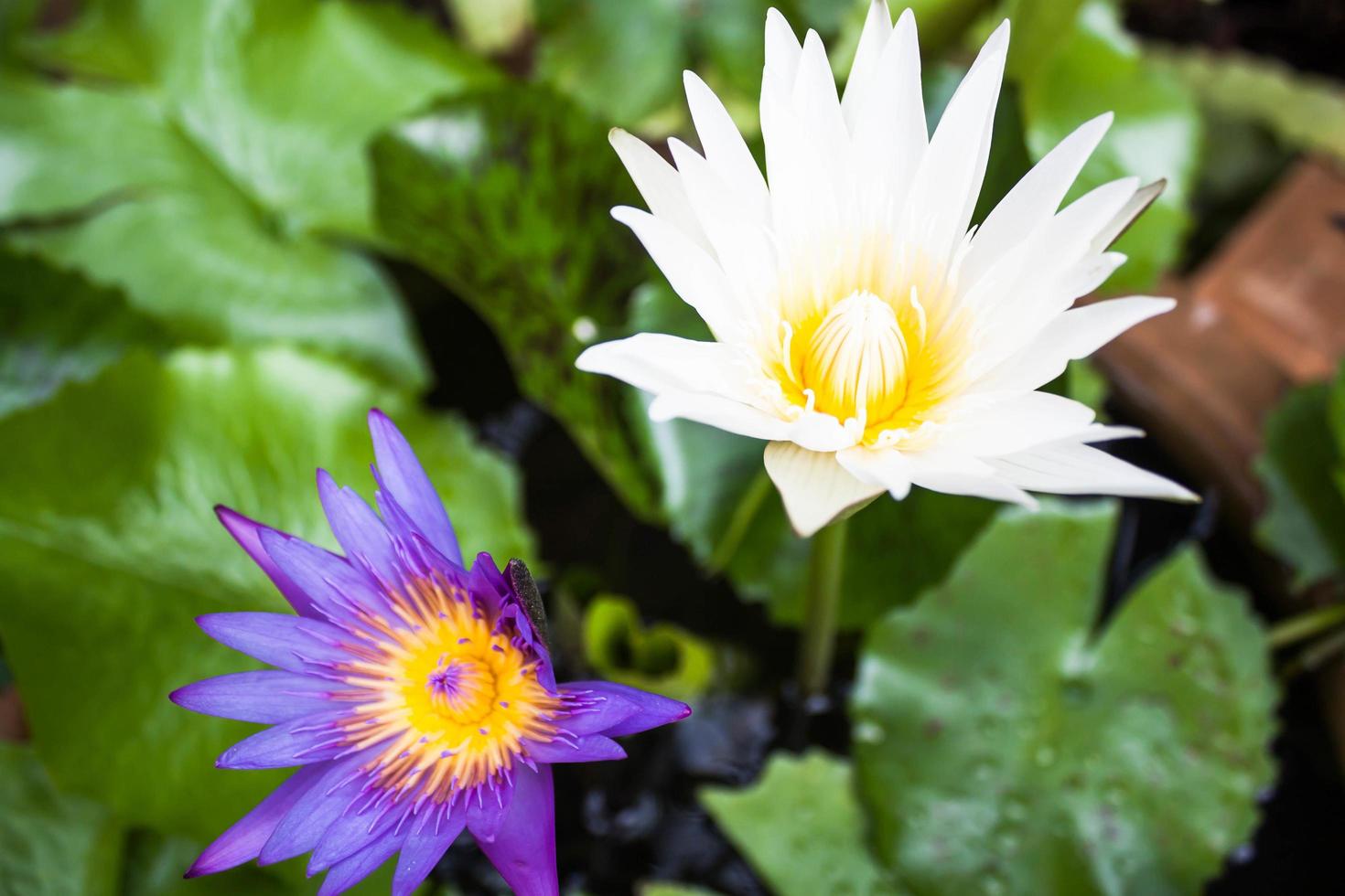 fiori di loto fiore viola e bianco foto