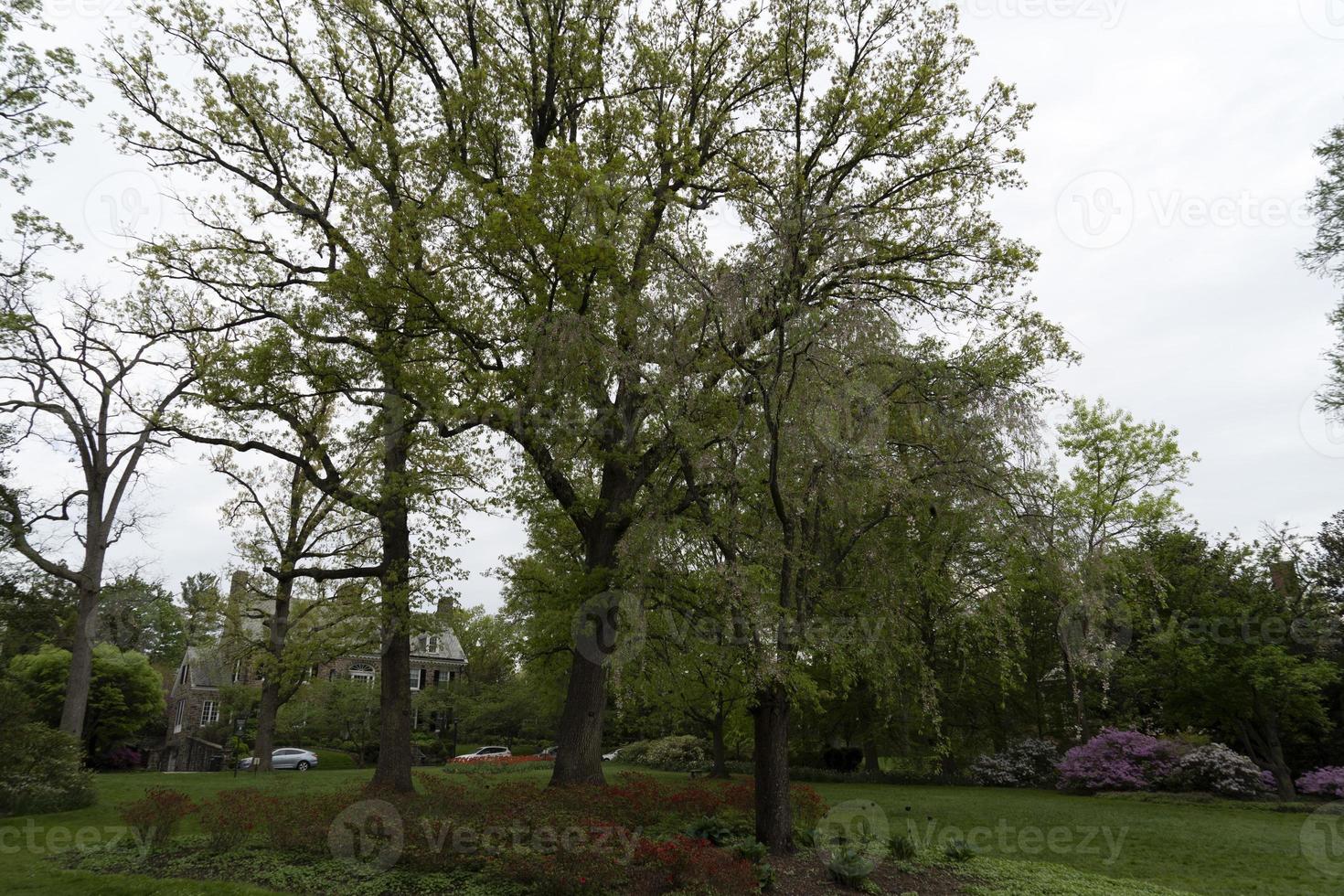 tulipano fiorire nel Baltimora sherwood giardini foto