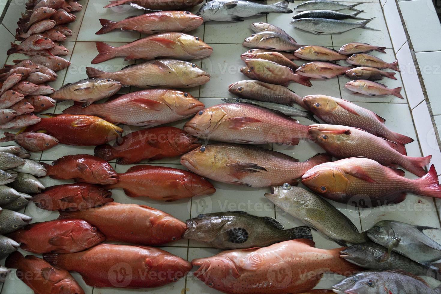 maschio Maldive persone acquisto a pesce mercato foto