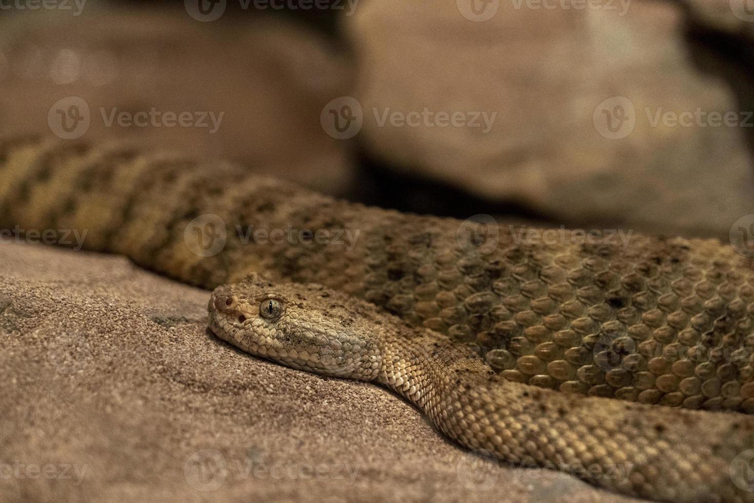 panamint serpente a sonagli California deserto foto