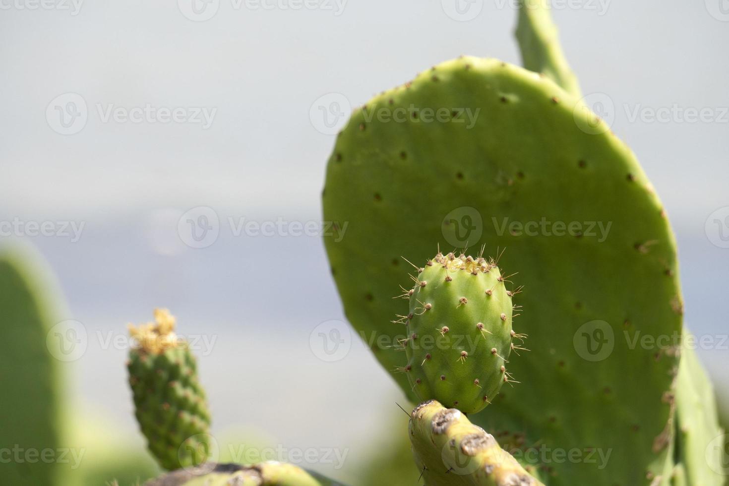 spinoso Pera sicilia mediterraneo mare cactus foto