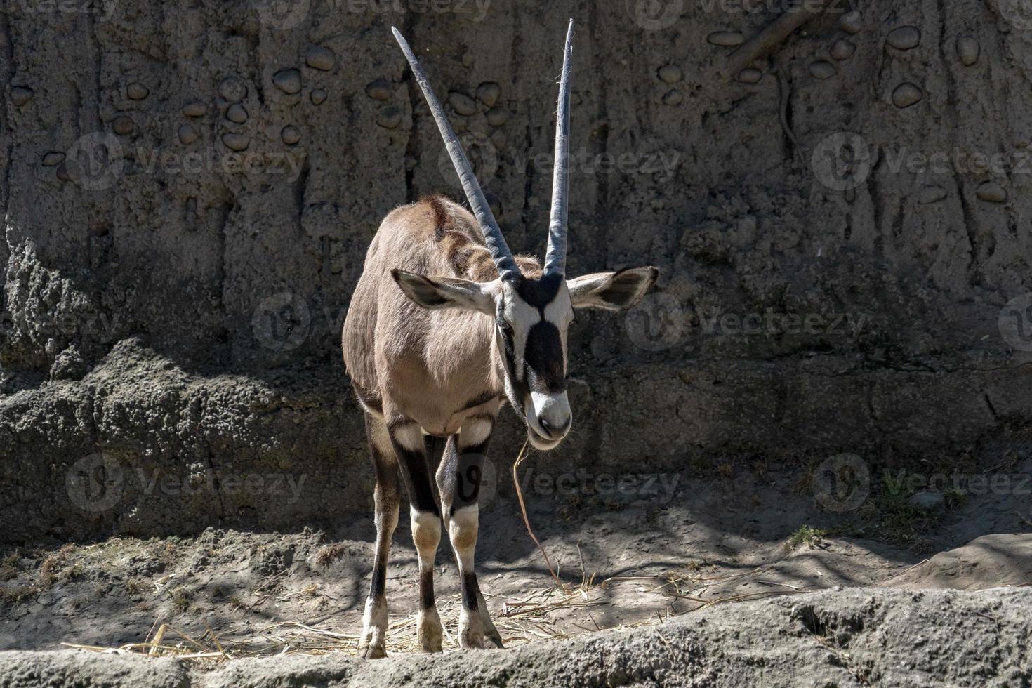 orice africano antilope ritratto foto