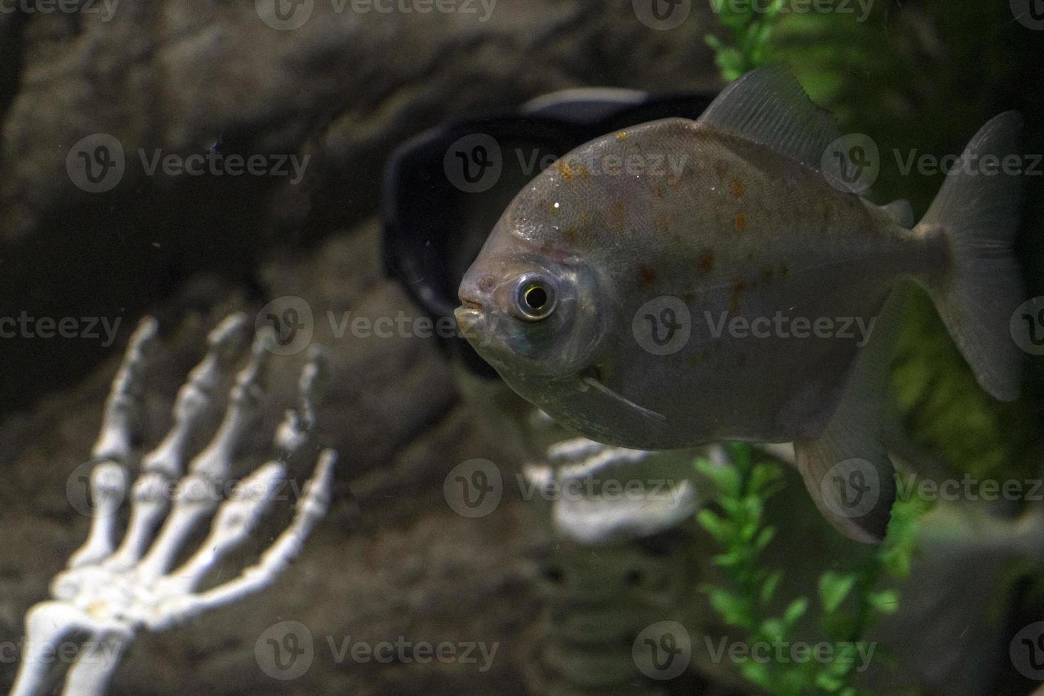 piranha pesce vicino su subacqueo con umano scheletro foto