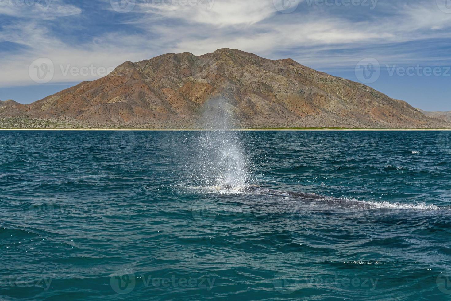 grigio balena nel magdalena baia baja California foto