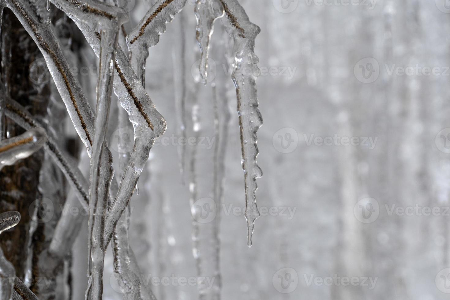 ghiaccioli congelato ghiaccio su albero rami foto