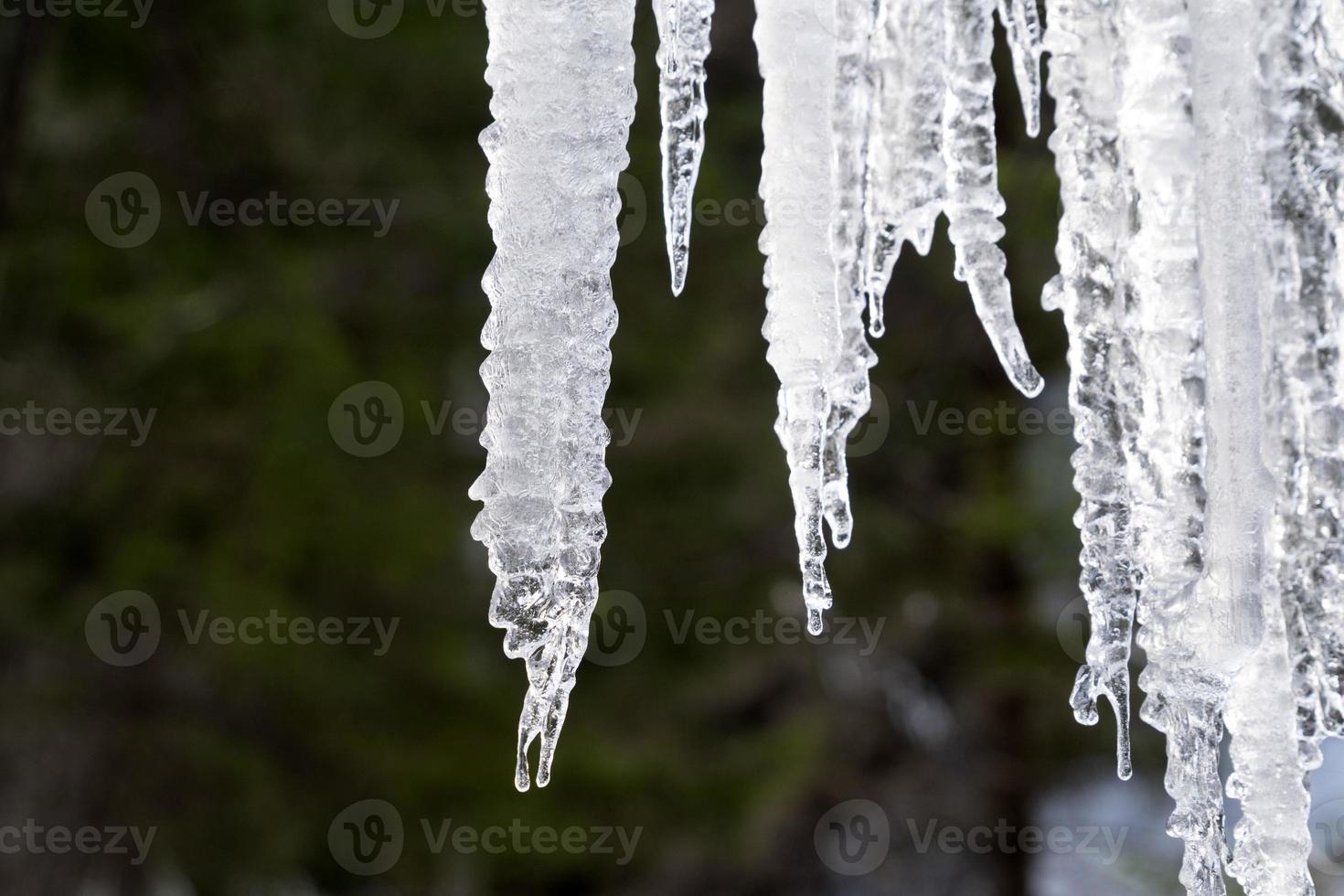 ghiaccioli congelato ghiaccio su albero rami foto