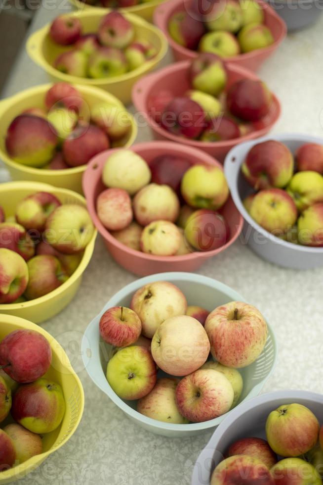 mele su piatti. frutta nel estate. autunno raccogliere di mele. giallo e rosso frutta. salutare cibo. foto